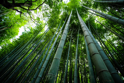 3 Reasons Why You Should Switch To Wearing Bamboo