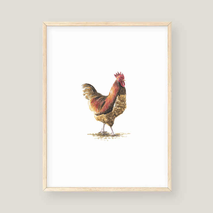 Wall Art - Chicken