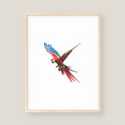 Wall Art - Parrot