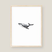 Wall Art - Whale