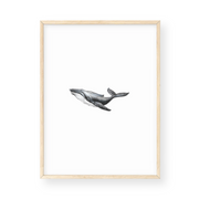 Wall Art - Whale